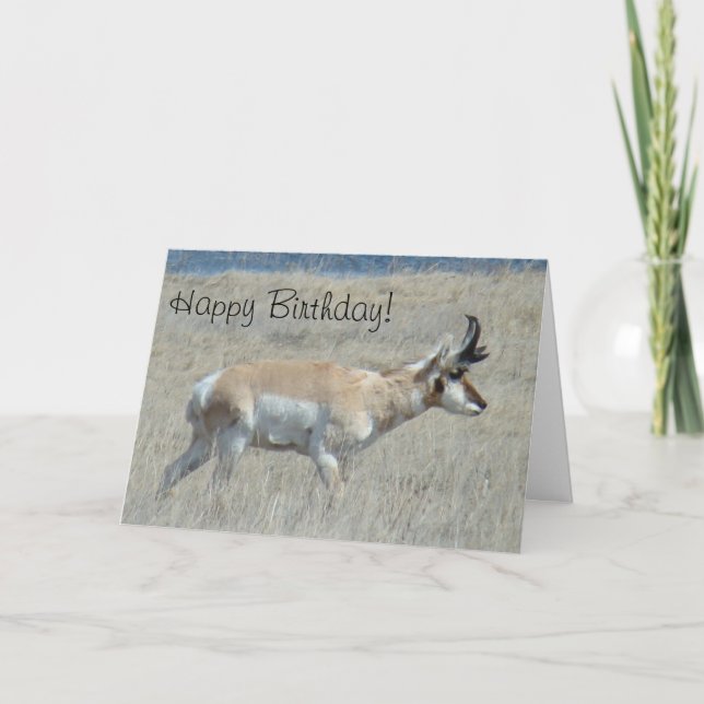 A25 Pronghorn Antelope Young Buck Card (Front)