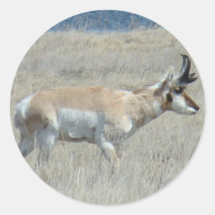 A25 Pronghorn Antelope Young Buck Classic Round Sticker