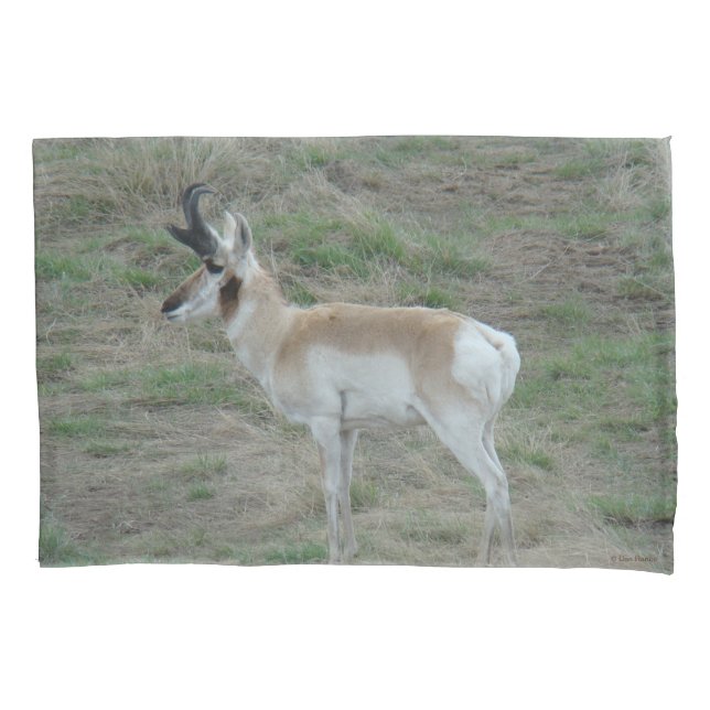 A26 Pronghorn Antelope Buck Pillowcase (Front)