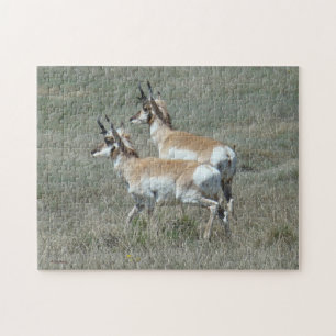 A27 Pronghorn Antelope Young Bucks Jigsaw Puzzle