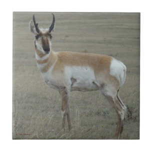 A28 Pronghorn Antelope Young Buck Ceramic Tile