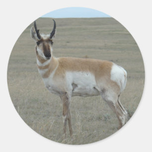 A28 Pronghorn Antelope Young Buck Classic Round Sticker