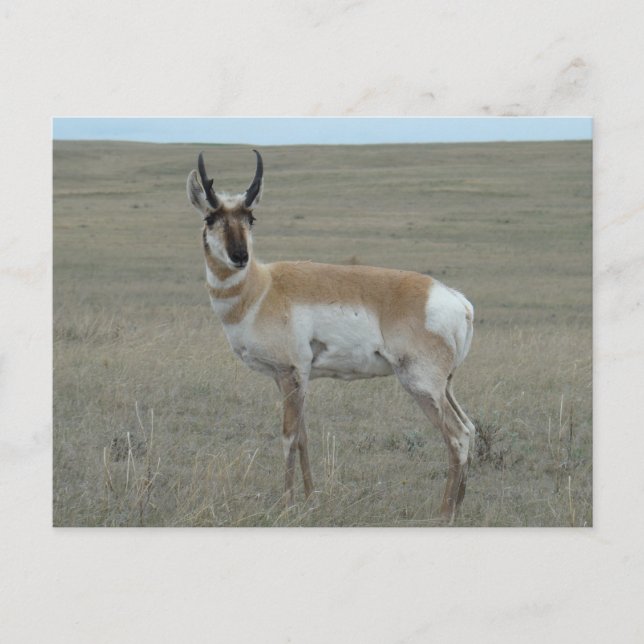 A28 Pronghorn Antelope Young Buck Postcard (Front)