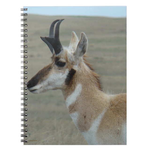 A29 Pronghorn Antelope Young Buck Head Profile Notebook (Front)