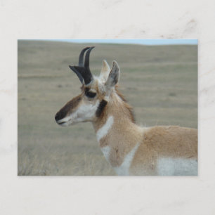 A29 Pronghorn Antelope Young Buck Head Profile Postcard
