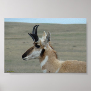 A29 Pronghorn Antelope Young Buck Head Profile Poster