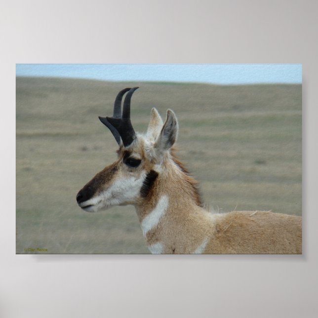 A29 Pronghorn Antelope Young Buck Head Profile Poster (Front)