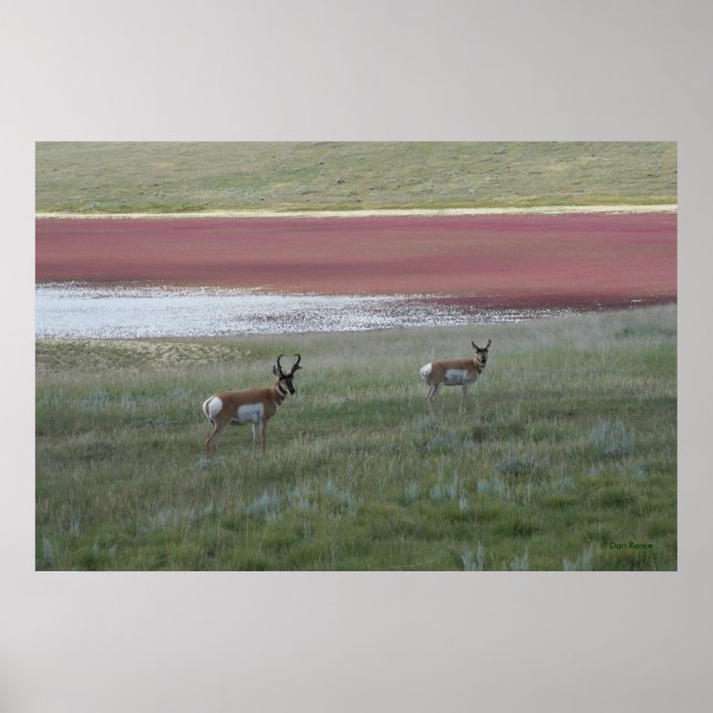 A2 Pronghorn Antelope Poster (Front)