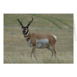 A33 Pronghorn Antelope Big Buck Crooked Horns