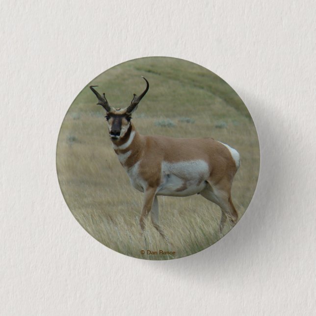 A33 Pronghorn Antelope Buck Crooked Horns 3 Cm Round Badge (Front)