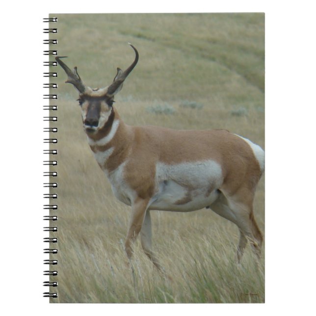 A33 Pronghorn Antelope Buck Crooked Horns Notebook (Front)