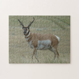 A33 Pronghorn Antelope Crooked Horns Jigsaw Puzzle