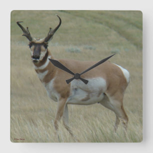 A33 Pronghorn Antelope Crooked Horns Square Wall Clock