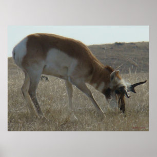 A34 Pronghorn Antelope Crooked Horns Poster