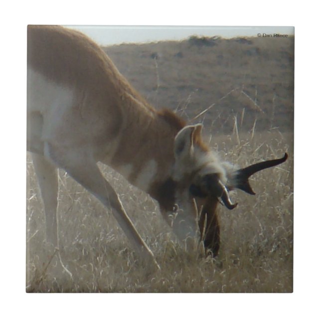 A34 Pronghorn Antelope Crooked Horns Tile (Front)