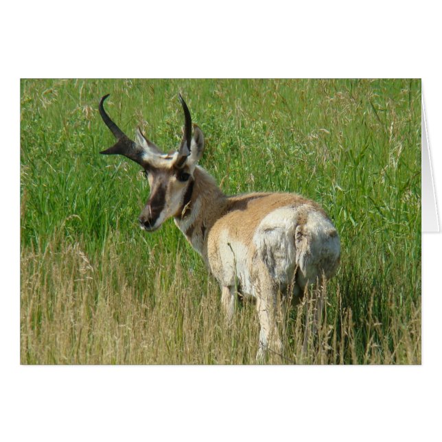 A35 Pronghorn Antelope Buck (Front Horizontal)