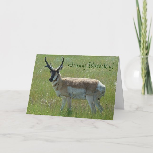 A36 Pronghorn Antelope Big Buck Card (Front)