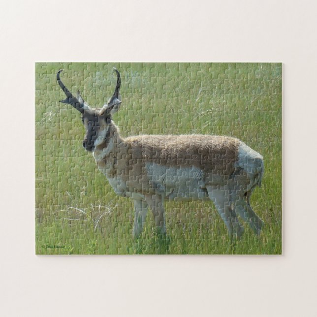 A36 Pronghorn Antelope Buck Jigsaw Puzzle (Horizontal)