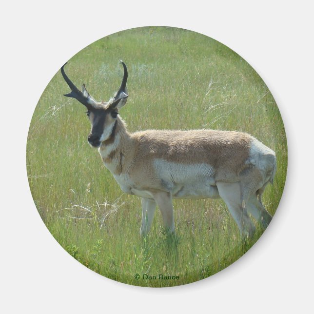 A36 Pronghorn Antelope Buck Magnet (Front)