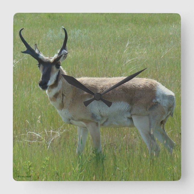 A36 Pronghorn Antelope Buck Square Wall Clock (Front)