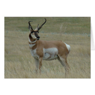 A37 Pronghorn Antelope Big Buck Crooked Horns