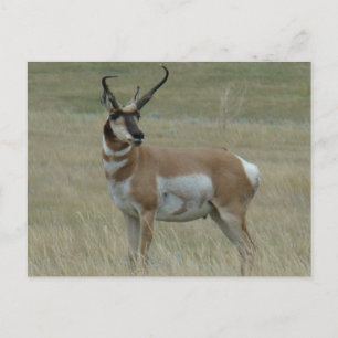 A37 Pronghorn Antelope Buck Crooked Horns Postcard