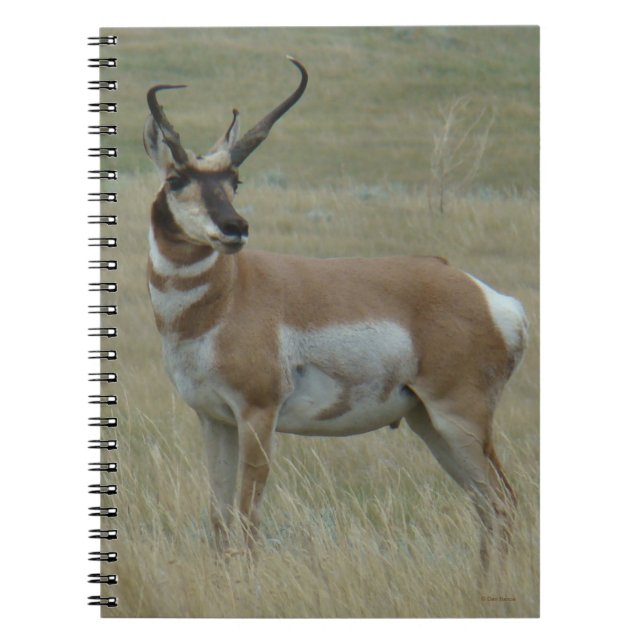 A37 Pronghorn Antelope Crooked Horns Notebook (Front)