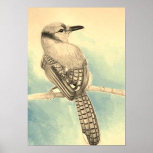 A3 Beautiful Blue Jay Pencil Drawing Print