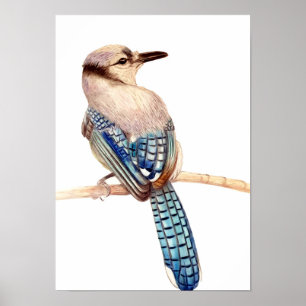 A3 Beautiful Blue Jay Pencil Drawing Print