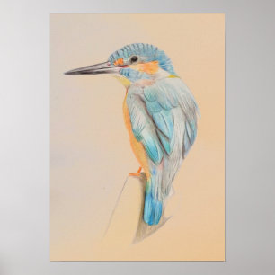 A3 Beautiful Kingfisher Pencil Drawing Print