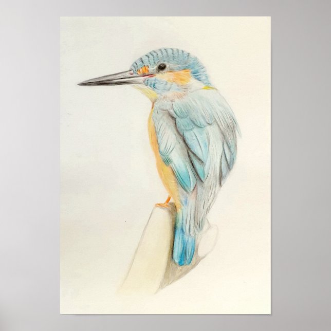 A3 Beautiful Kingfisher Pencil Drawing Print (Front)