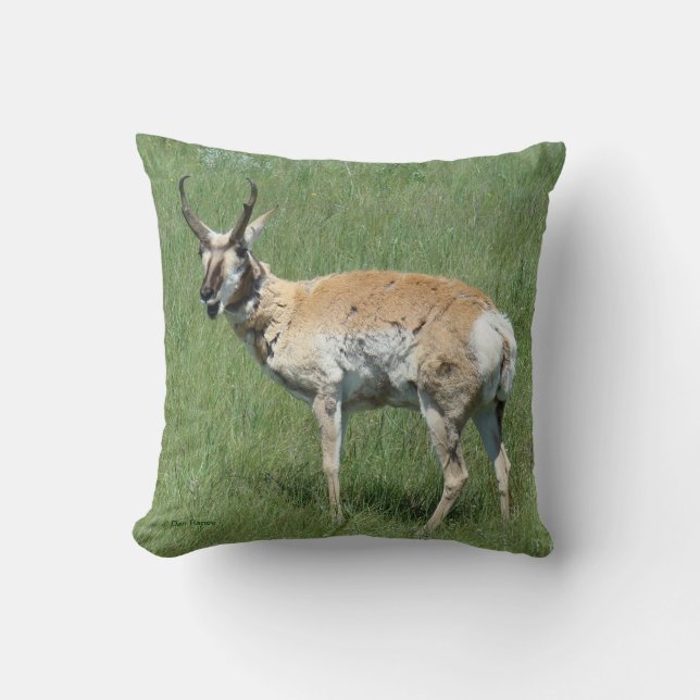 A3 Pronghorn Antelope Buck Chewing Cushion (Front)