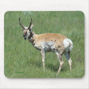 A3 Pronghorn Antelope Buck Mouse Pad