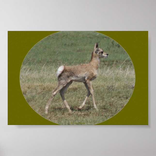 A42 Baby Pronghorn Antelope Poster (Front)