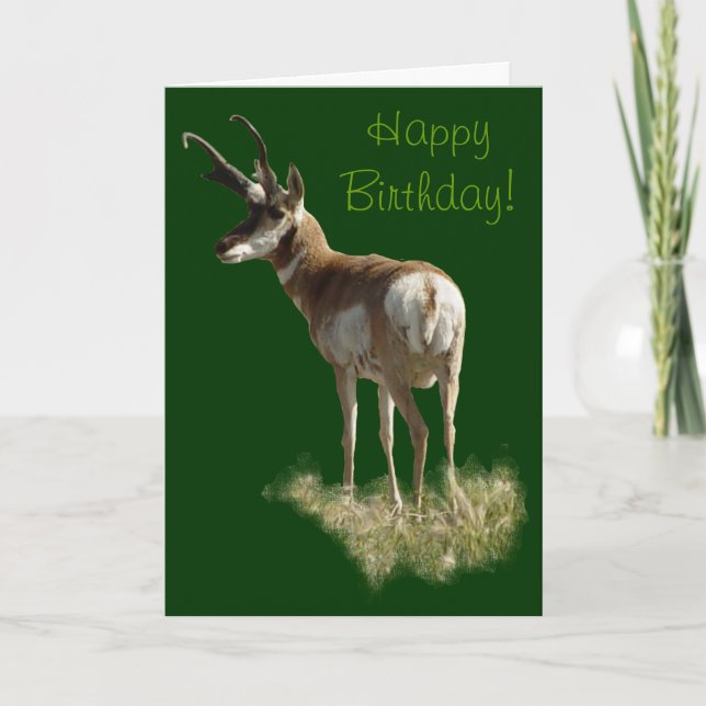 A43 Pronghorn Antelope Buck Card (Front)