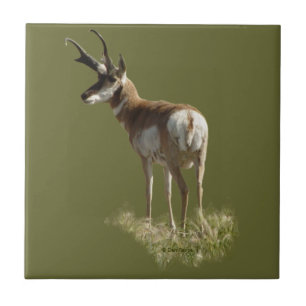 A43 Pronghorn Antelope Buck Ceramic Tile