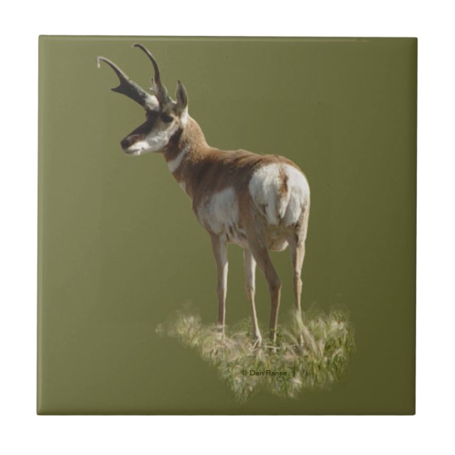 A43 Pronghorn Antelope Buck Ceramic Tile (Front)