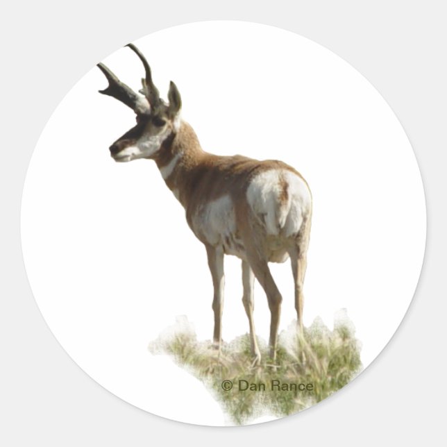 A43 Pronghorn Antelope Buck Classic Round Sticker (Front)