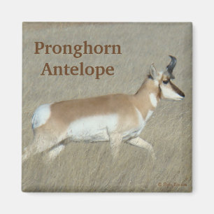A44 Pronghorn Antelope Buck Magnet