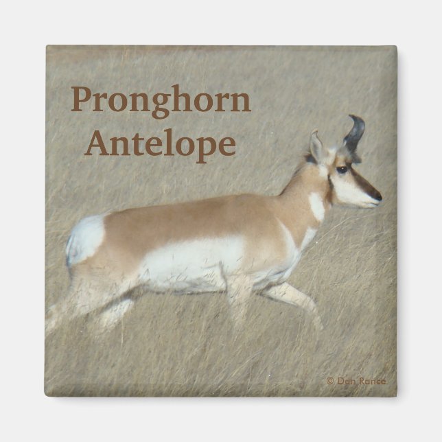 A44 Pronghorn Antelope Buck Magnet (Front)