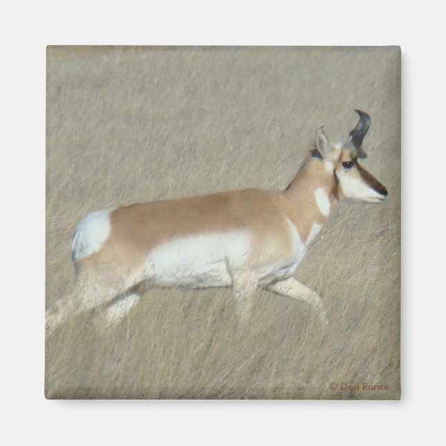 A44 Pronghorn Antelope Buck Magnet (Front)