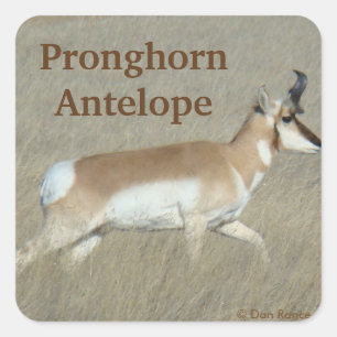 A44 Pronghorn Antelope Buck Square Sticker