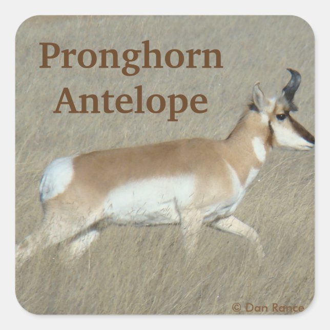 A44 Pronghorn Antelope Buck Square Sticker (Front)