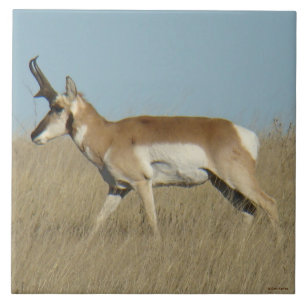 A45a Pronghorn Antelope Buck Ceramic Tile