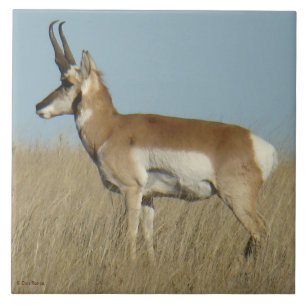 A46 Pronghorn Antelope Tile