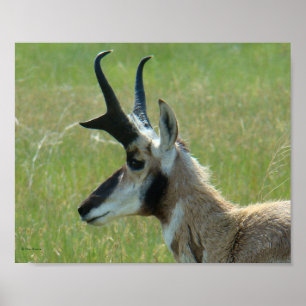 A47 Pronghorn Antelope Big Buck Head Profile Poster
