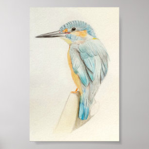 A4 Beautiful Kingfisher Pencil Drawing Print