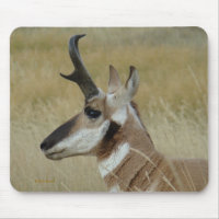 A4 Pronghorn Antelope Head Profile