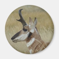 A4 Pronghorn Antelope Young Buck Head Shot Profile
