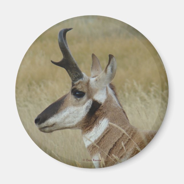 A4 Pronghorn Antelope Young Buck Head Shot Profile Magnet (Front)